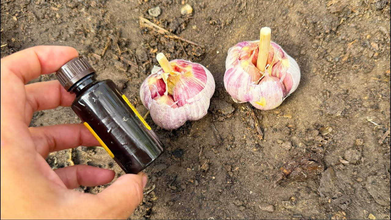 Городники розповіли, як покращити врожай озимого часнику 