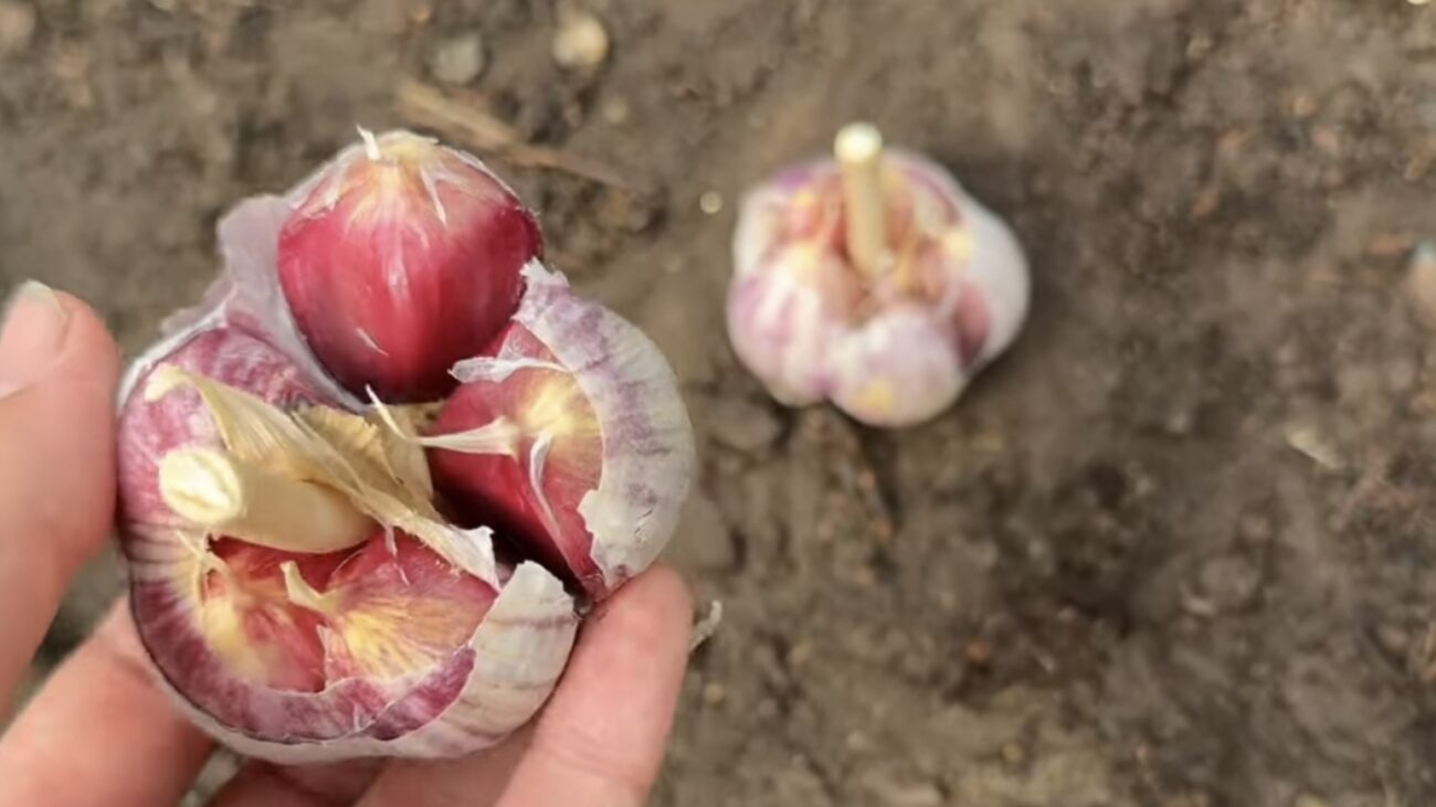 Городники розповіли, як покращити врожай озимого часнику 