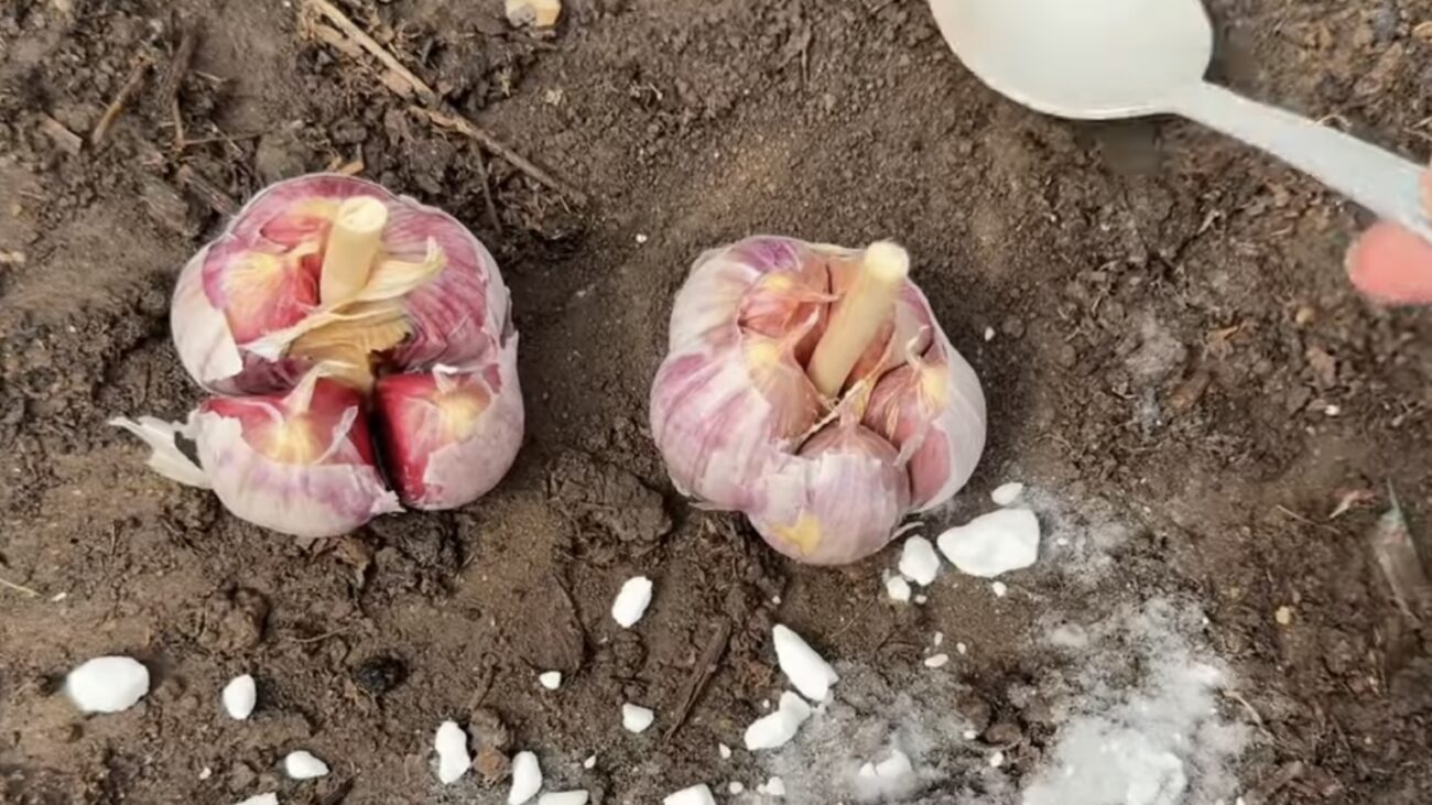 Городники розповіли, як покращити врожай озимого часнику  