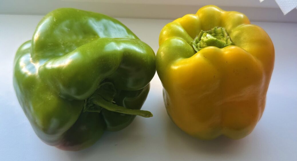 Цьогоріч перці вимахали такі, що боюсь хвалитися — аби не зурочили: чисто “по дружбі” кажу, 1 л під кущ 