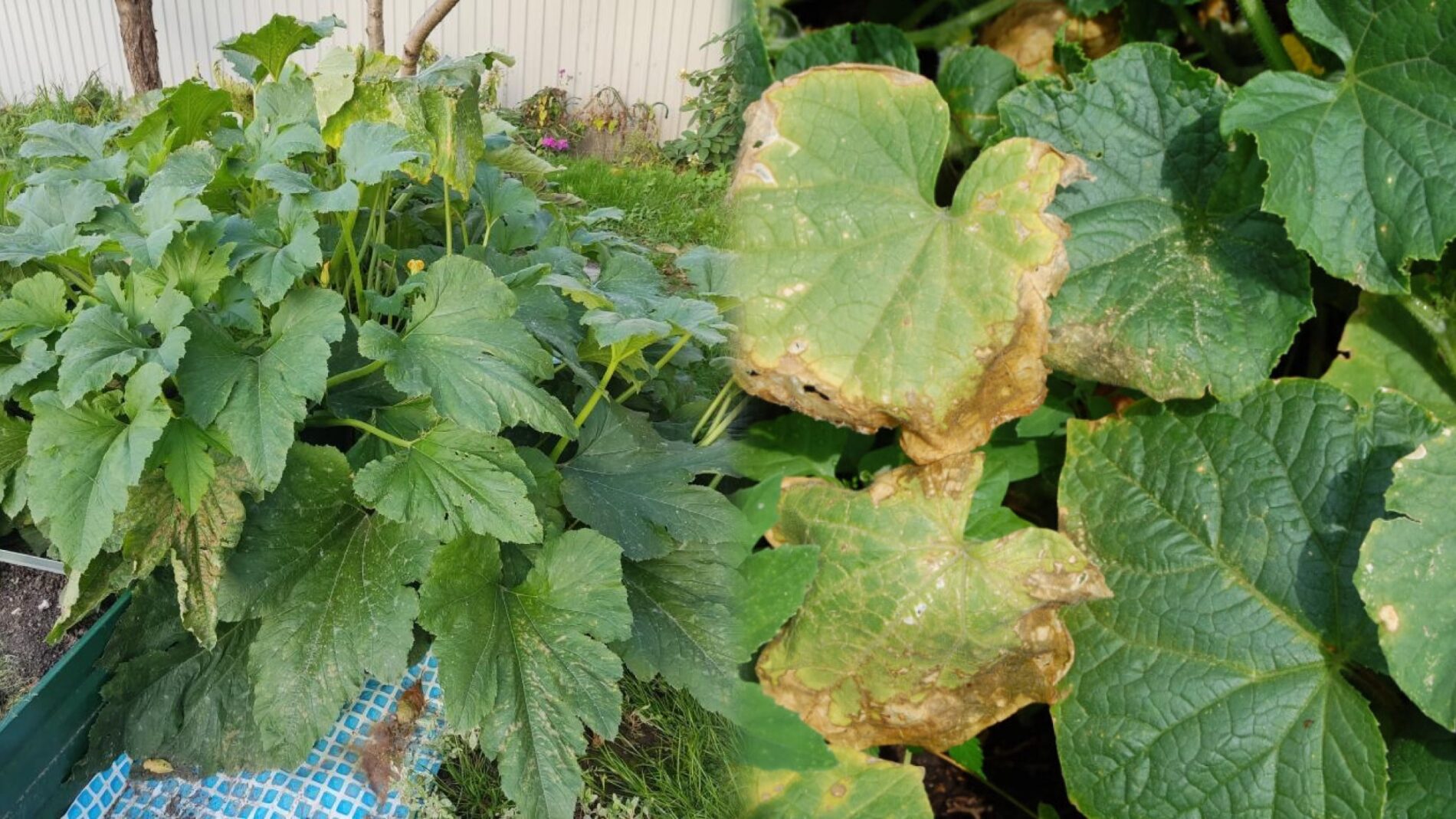 Агрономи розповіли, чи можна класти ботву від огірків та кабачків у компост 