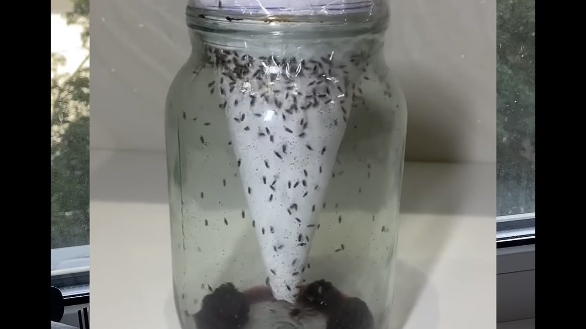 Господині розповіли, як самостійно зробити пастку для плодових мушок 