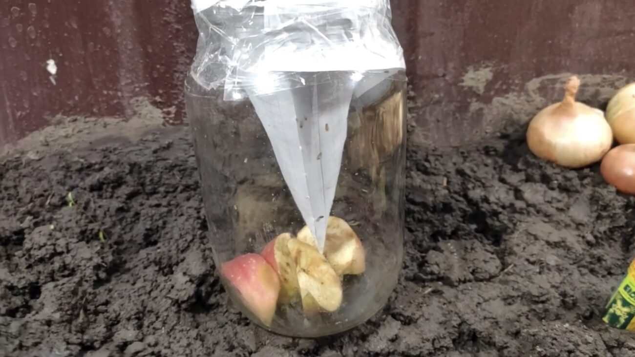 Господині розповіли, як самостійно зробити пастку для плодових мушок 