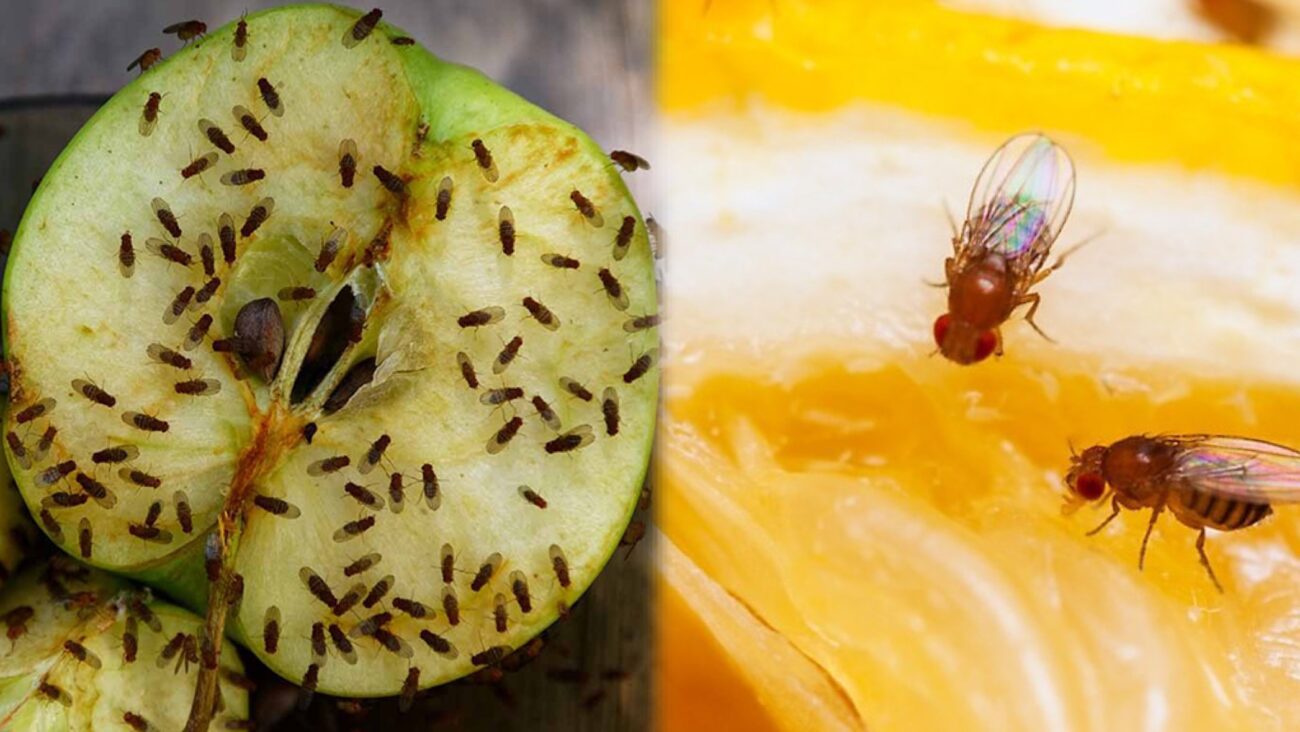 Господині розповіли, як позбутися плодових мушок на кухні без хімії 