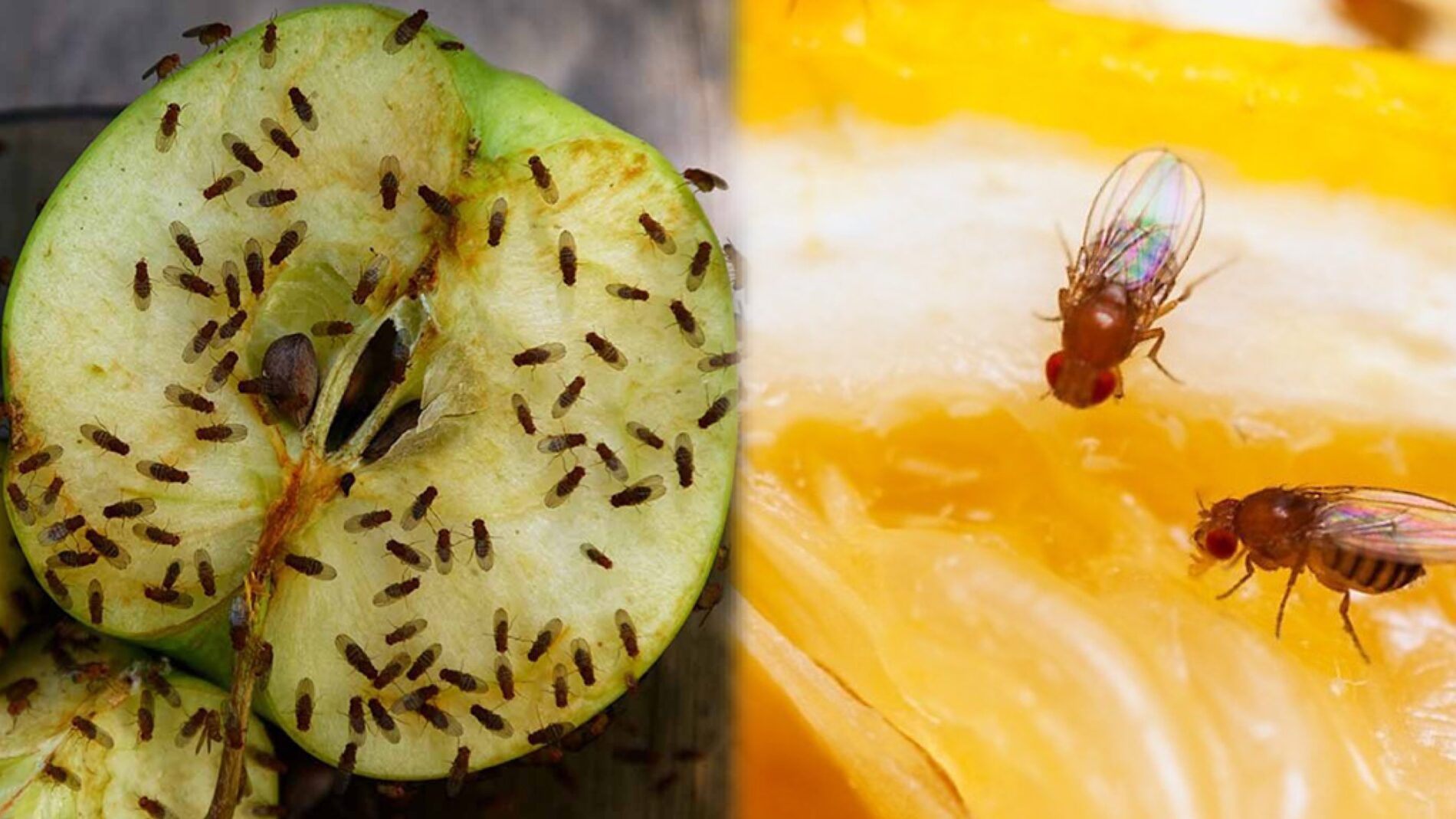 Господині розповіли, як позбутися плодових мушок на кухні без хімії