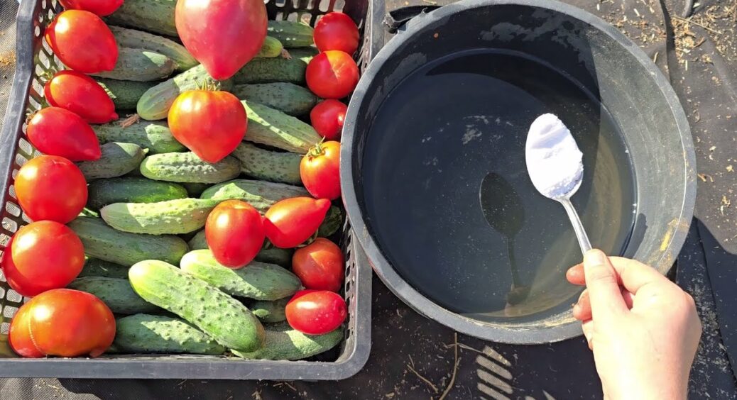 4 ложки на 10 л води змінять стан ґрунту до невпізнаваності: за порадою агронома перетворила город на оазис 