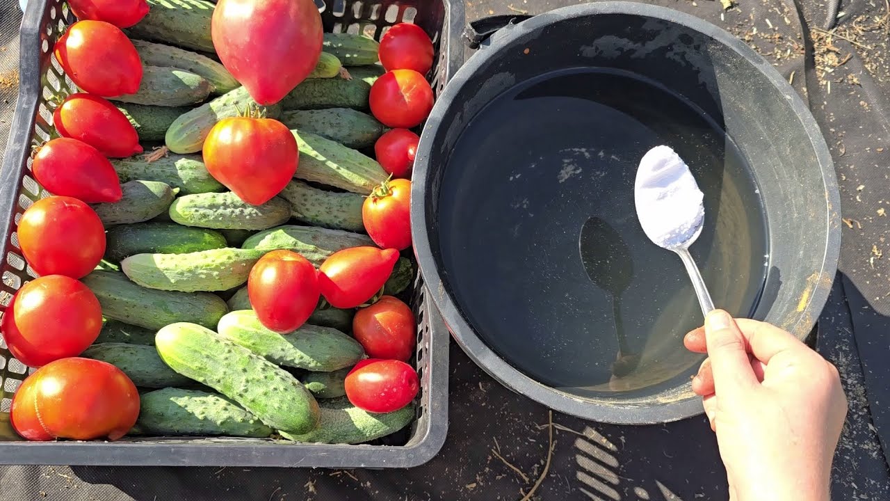 Городники розповіли, як підвищити родючість ґрунту