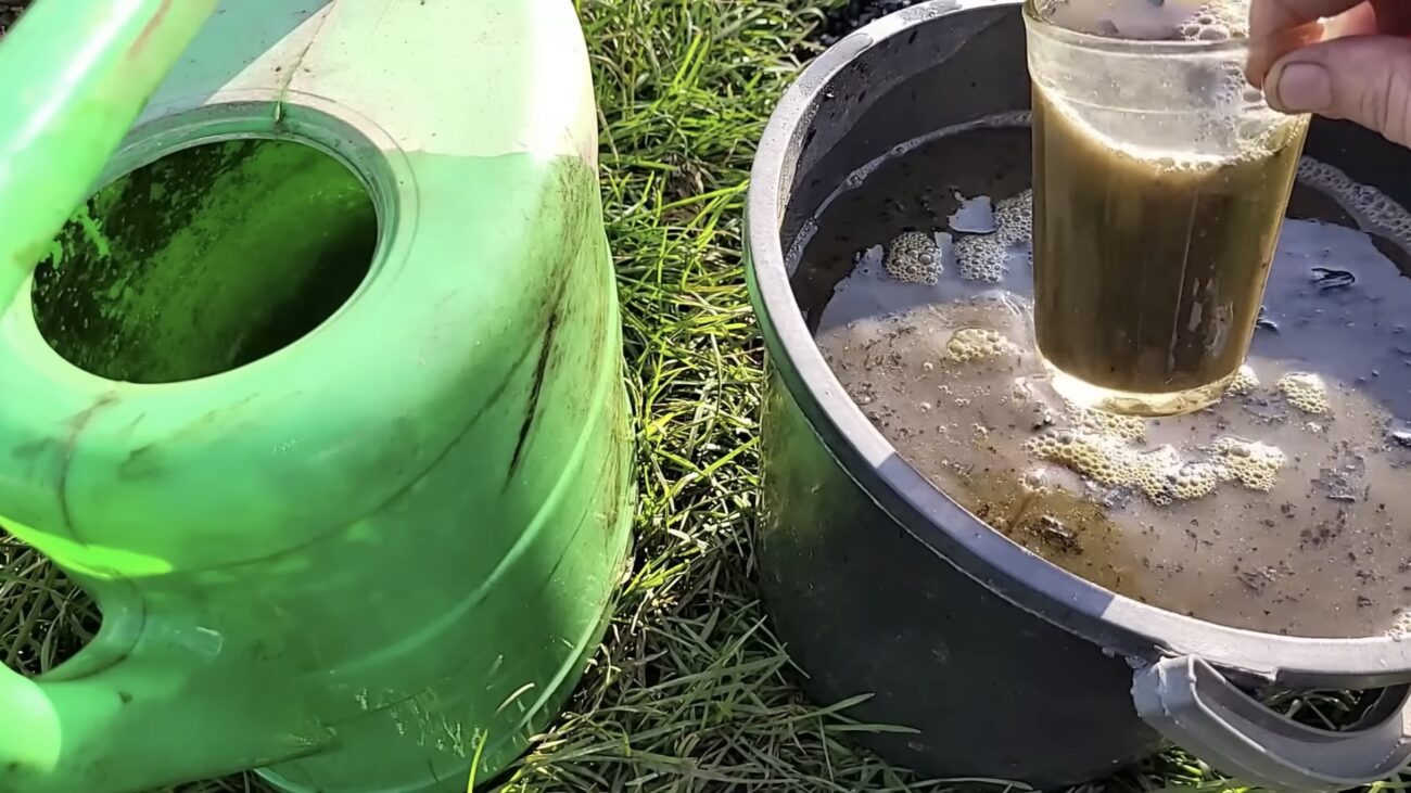 Городники розповіли, як обробити ґрунт від фітофтори після збору томатів 