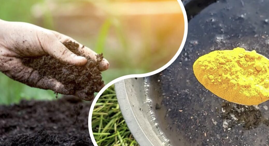 Після збору томатів – обов’язково: поливаю грядку 1 розчином від фітофтори. Ґрунт відновлюється “на ура” 