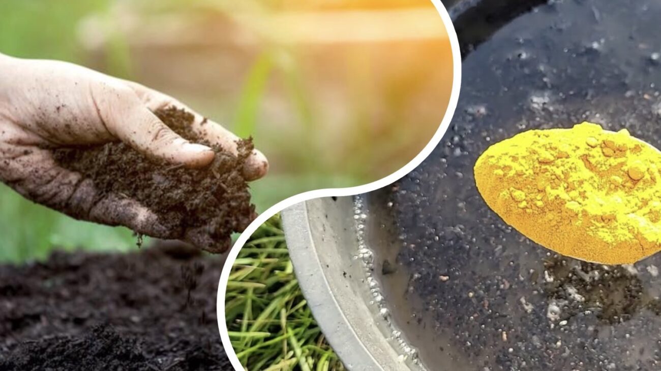 Городники розповіли, чим обробити грядки восени від фітофтори