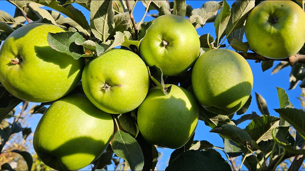 Городники розповіли, які сорти яблук краще посадити на своїй ділянці 