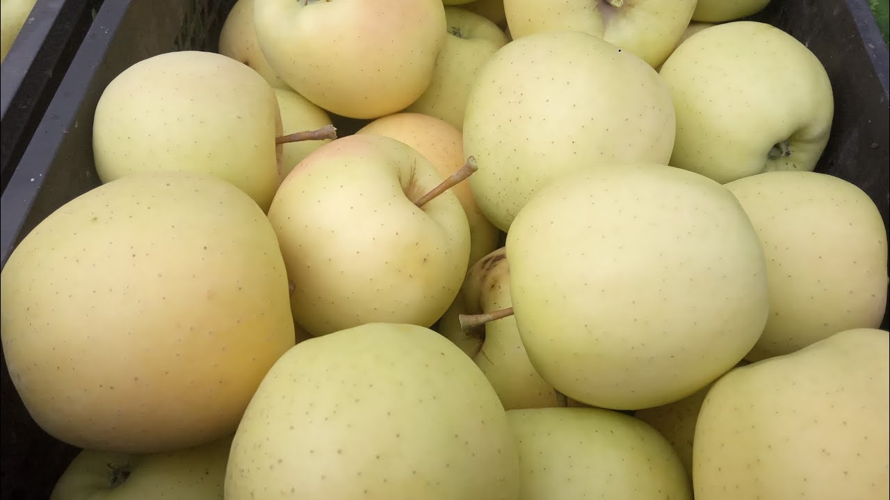 Городники розповіли, які сорти яблук краще посадити на своїй ділянці 