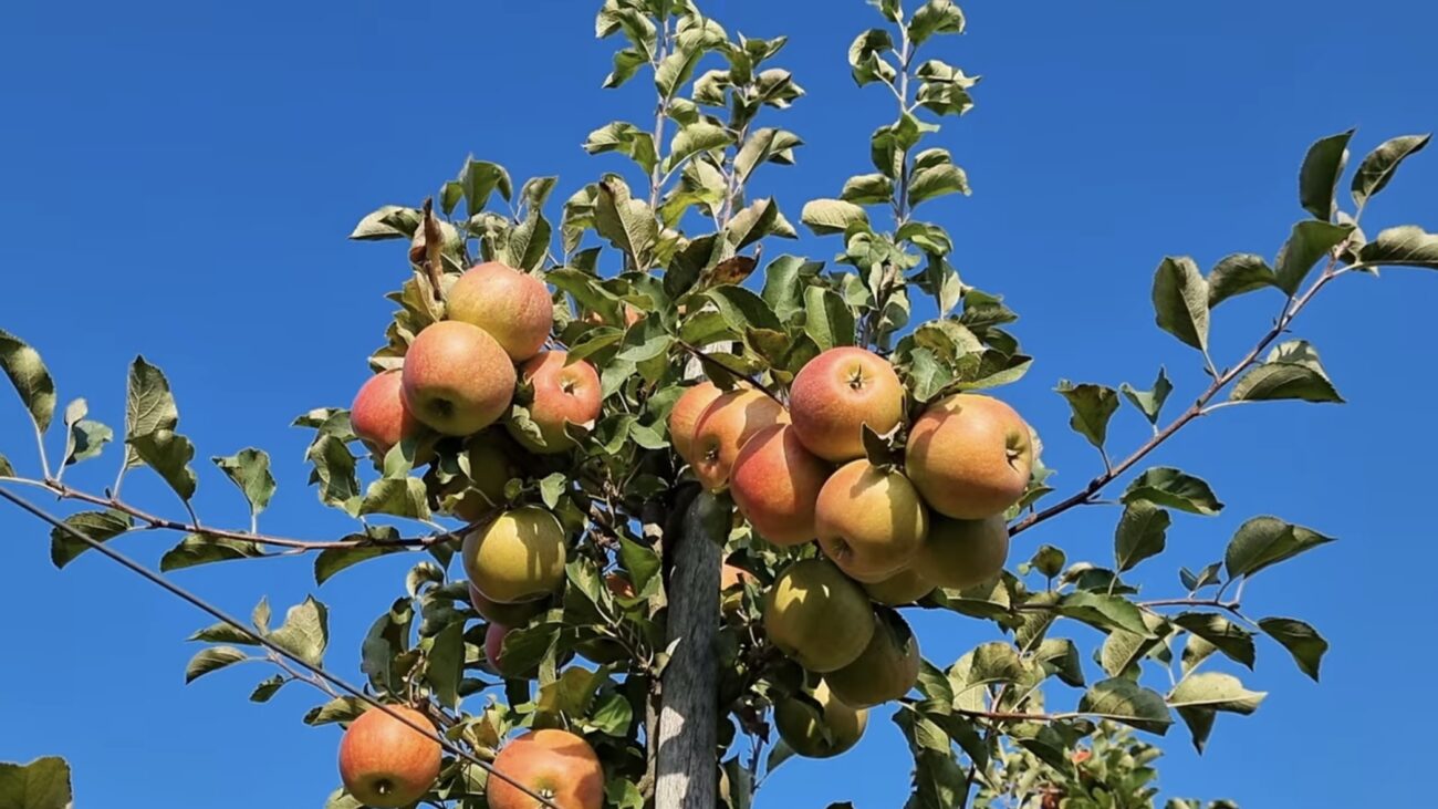 Городники розповіли, які сорти яблук краще посадити на своїй ділянці 