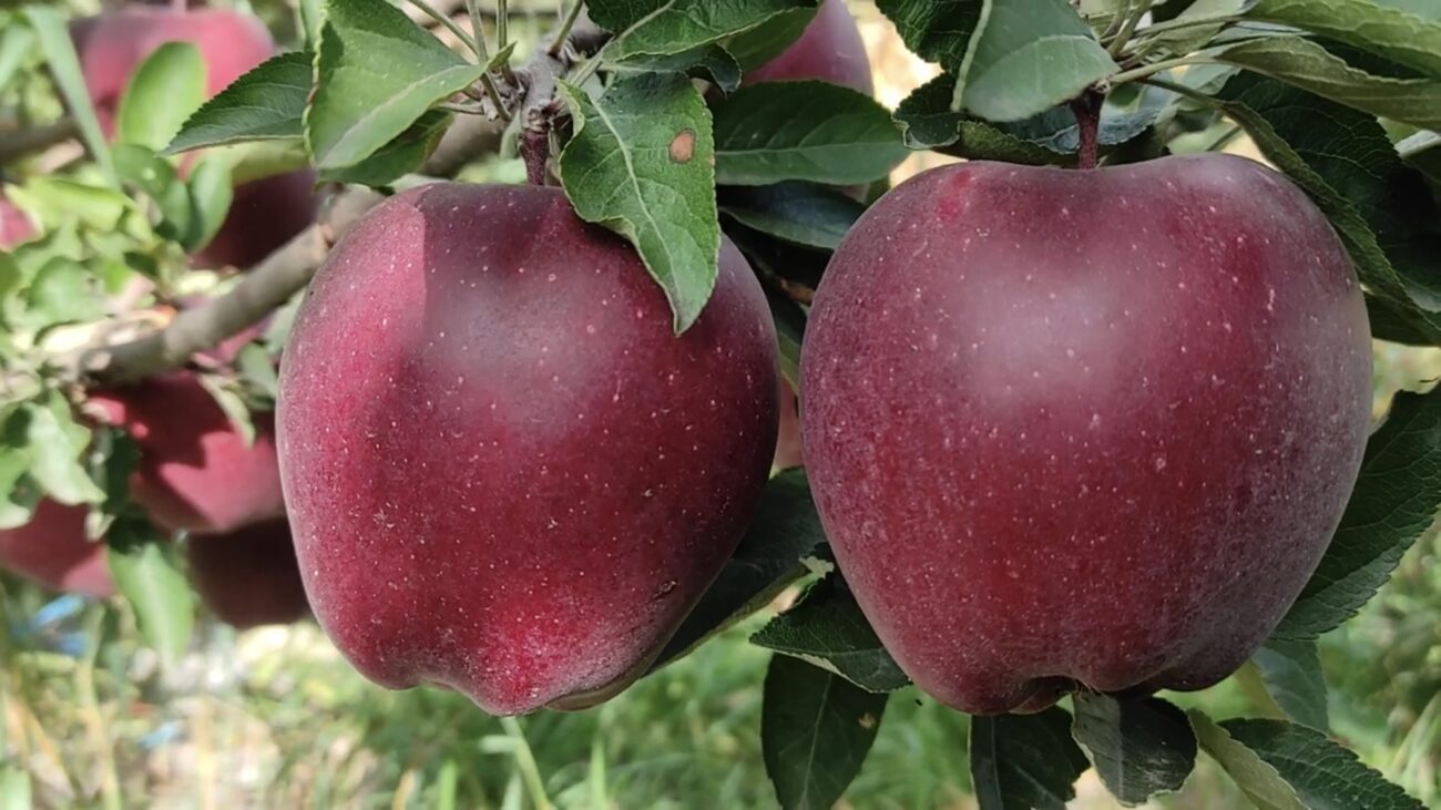 Городники розповіли, які сорти яблук краще посадити на своїй ділянці 