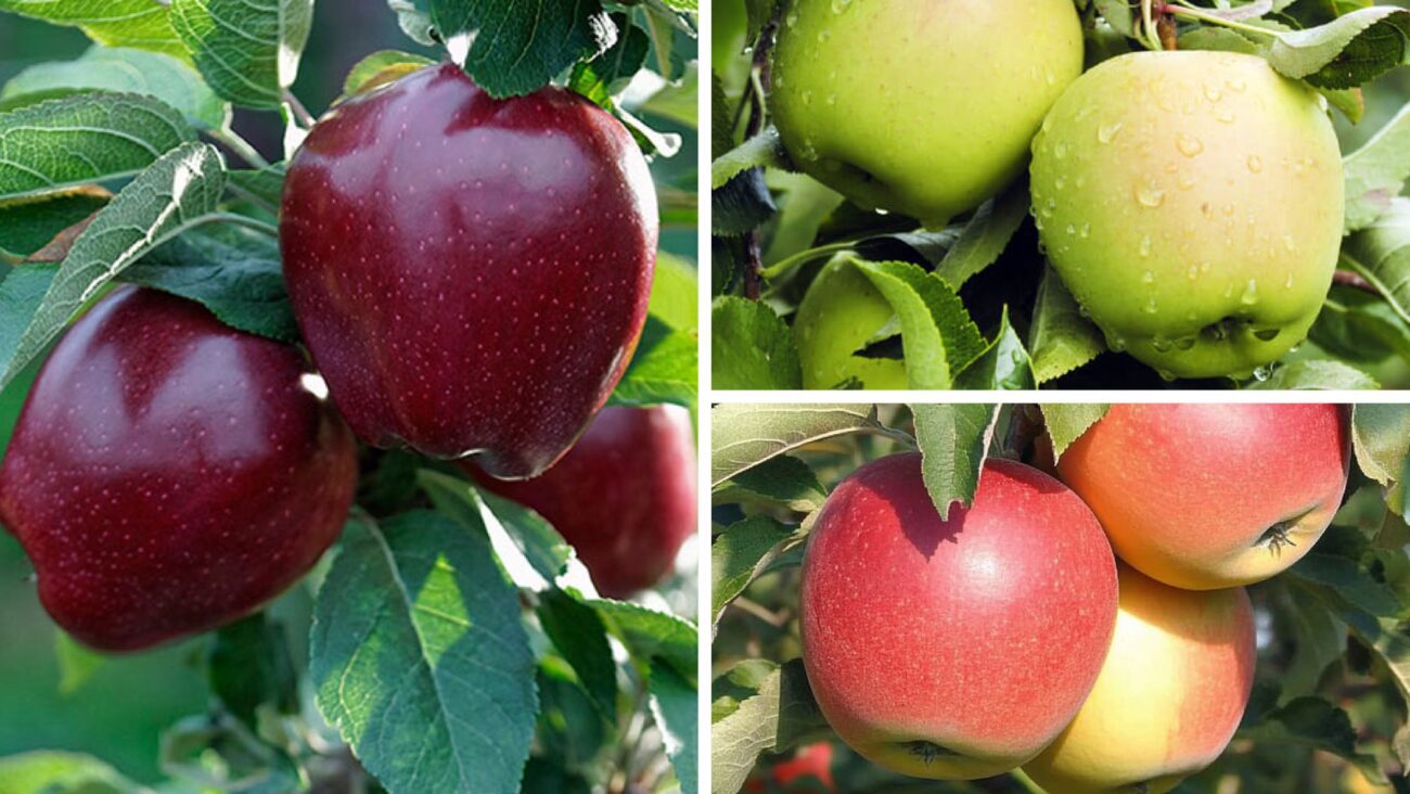 Городники розповіли, які сорти яблук краще посадити на своїй ділянці