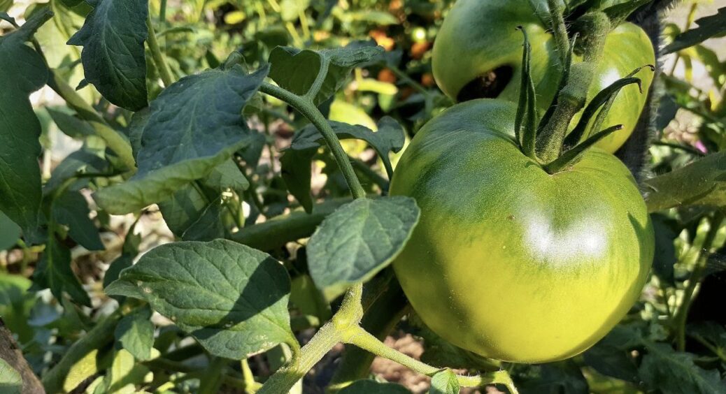 Не фази Місяця, а 95 років досвіду: агрономи сказали, коли прибирати томати з грядки. До цього — плодоносять 