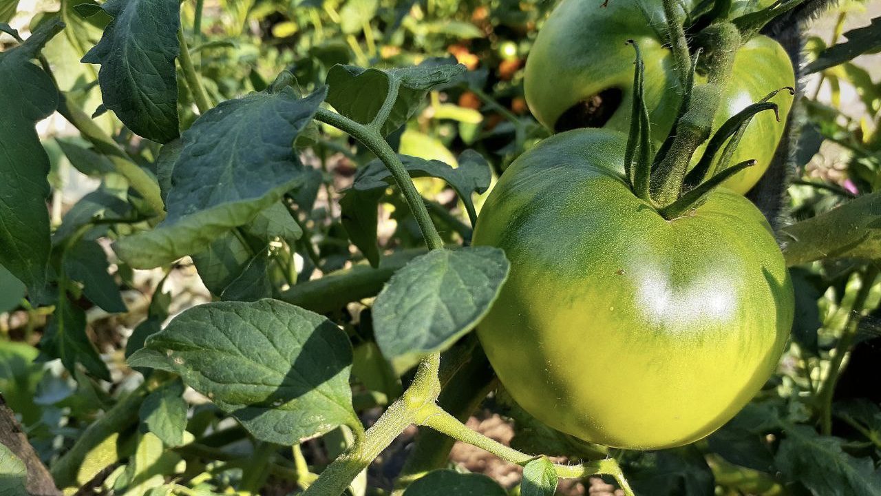  Городники розповіли, як підживлювати томати дріжджами і чому це ефективно 