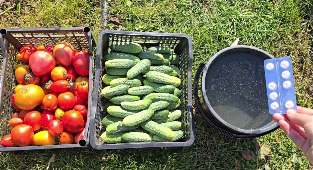 Фінальна підкормка для огірків та томатів! 4 штучки на 10 л води, і кущі ще завалять врожаєм у вересні 