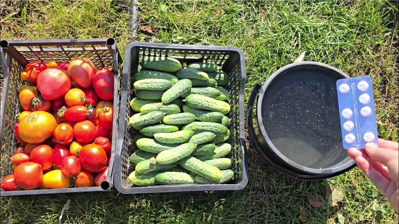 Городники розповіли, як зробити фінальну підкормку для огірків та томатів 