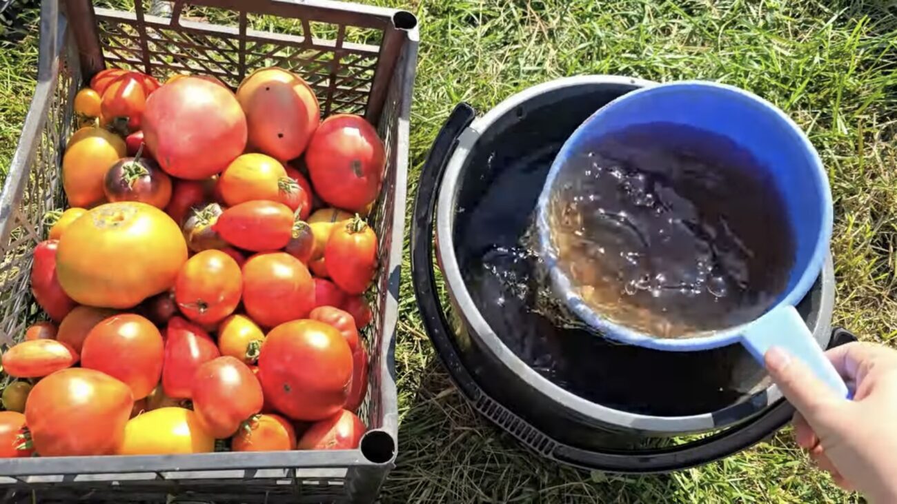 Городники розповіли, як зробити фінальну підкормку для огірків та томатів Городники розповіли, як зробити фінальну підкормку для огірків та томатів