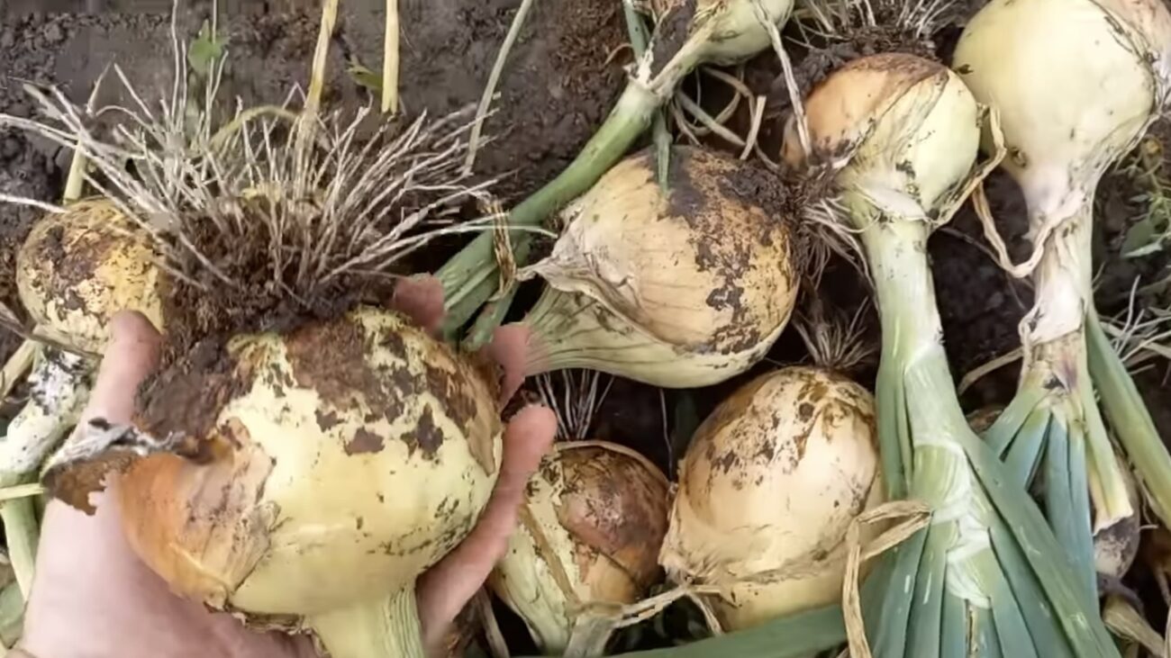 Городники розповіли, чим і коли підживлювати цибулю, щоб голівки були крупні 