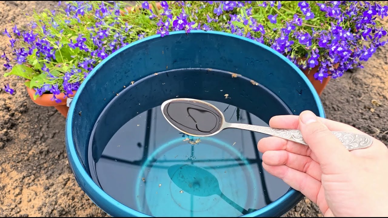 Городники розповіли, як підвищити родючість ґрунту восени 