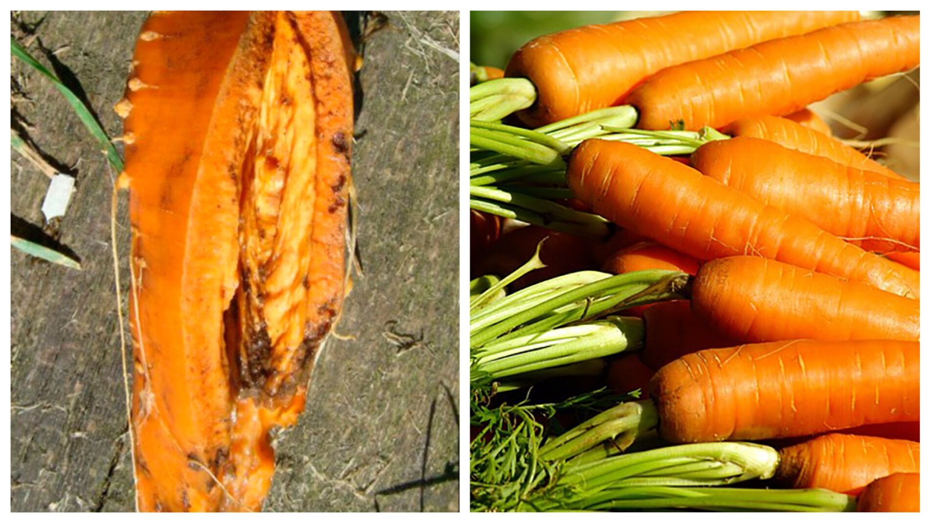 Городники розповіли, коли і чому не можна поливати моркву 