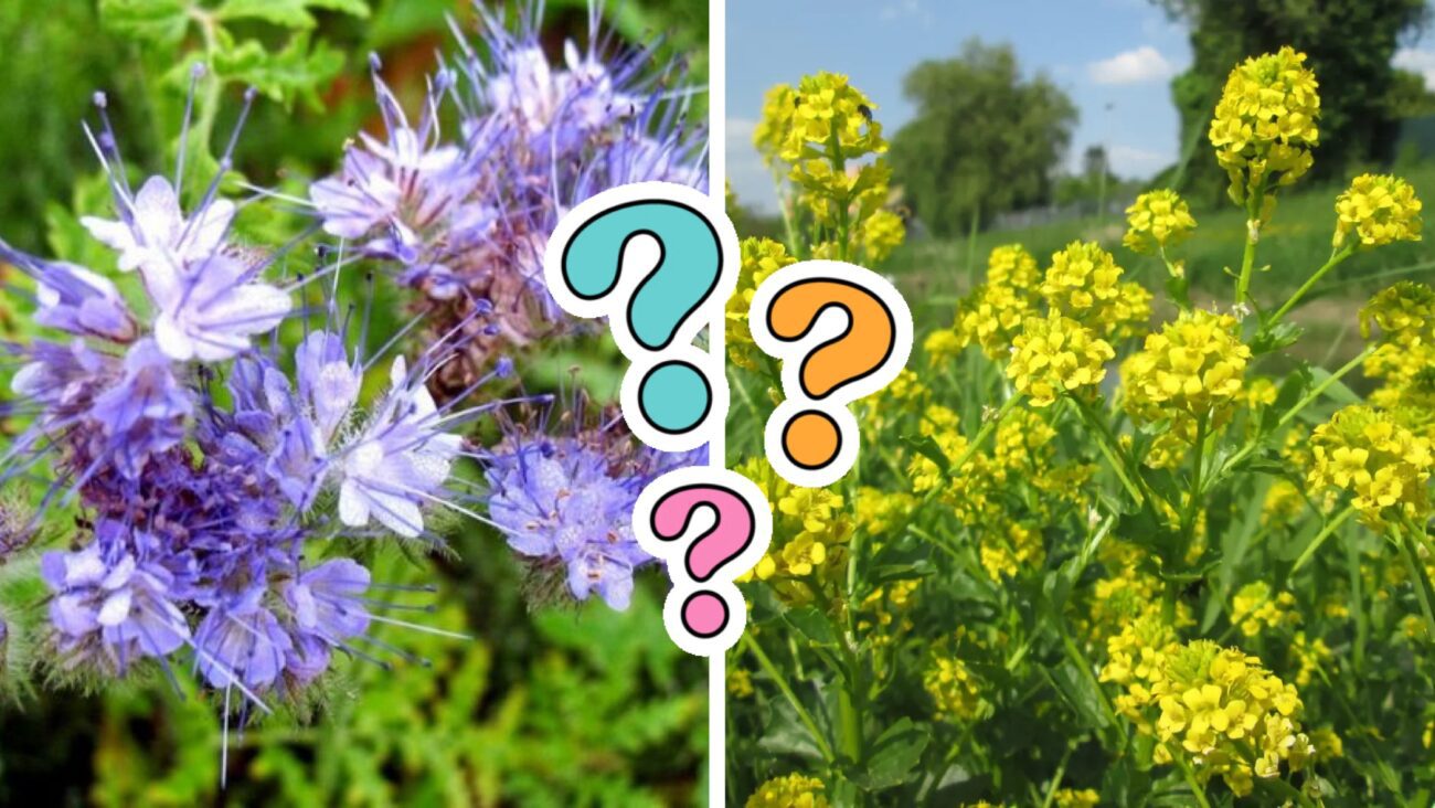 Городники назвали найкращі сидерати для посіву восени