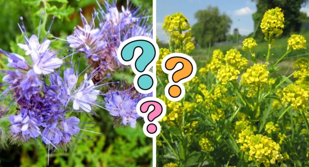 У вересні-жовтні сію 3 види сидератів: навесні земля чорна, пухка і дає врожай удвічі більший, ніж торік 