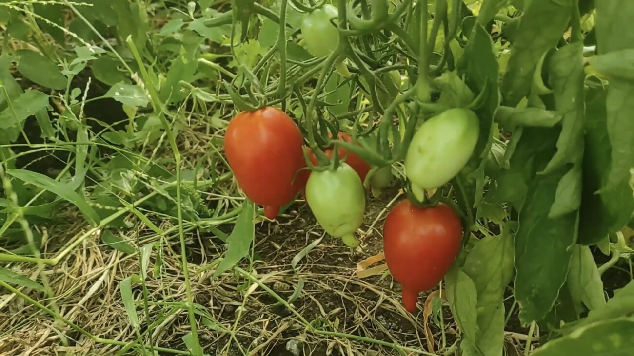 Городники розповіли, який сорт томатів дає багато врожаю 