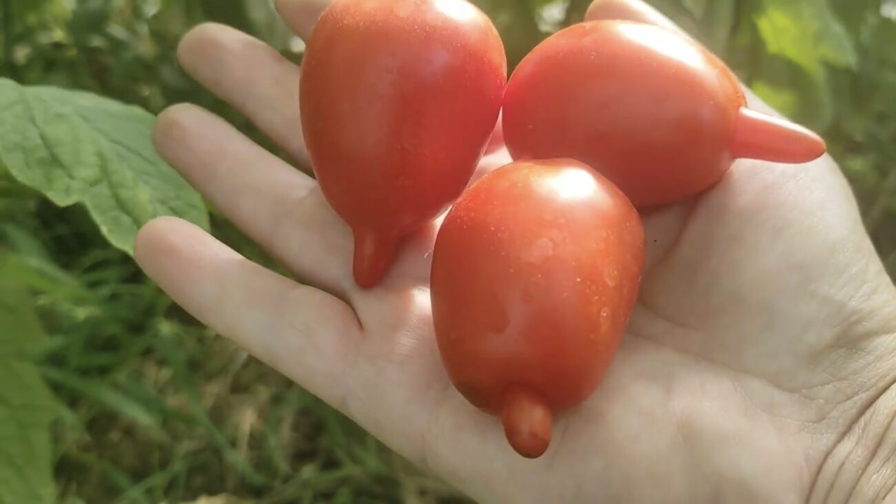 Городники розповіли, який сорт томатів дає багато врожаю 