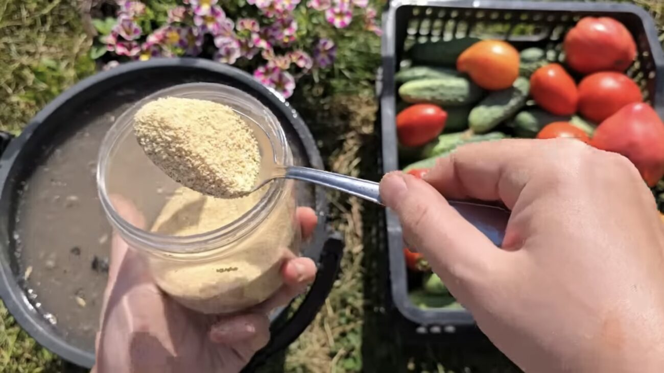 Городники розповіли, чим підживити томати, щоб грядки рясніли плодами 