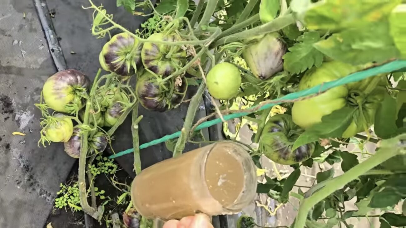 Городники розповіли, чим підживити томати, щоб грядки рясніли плодами 