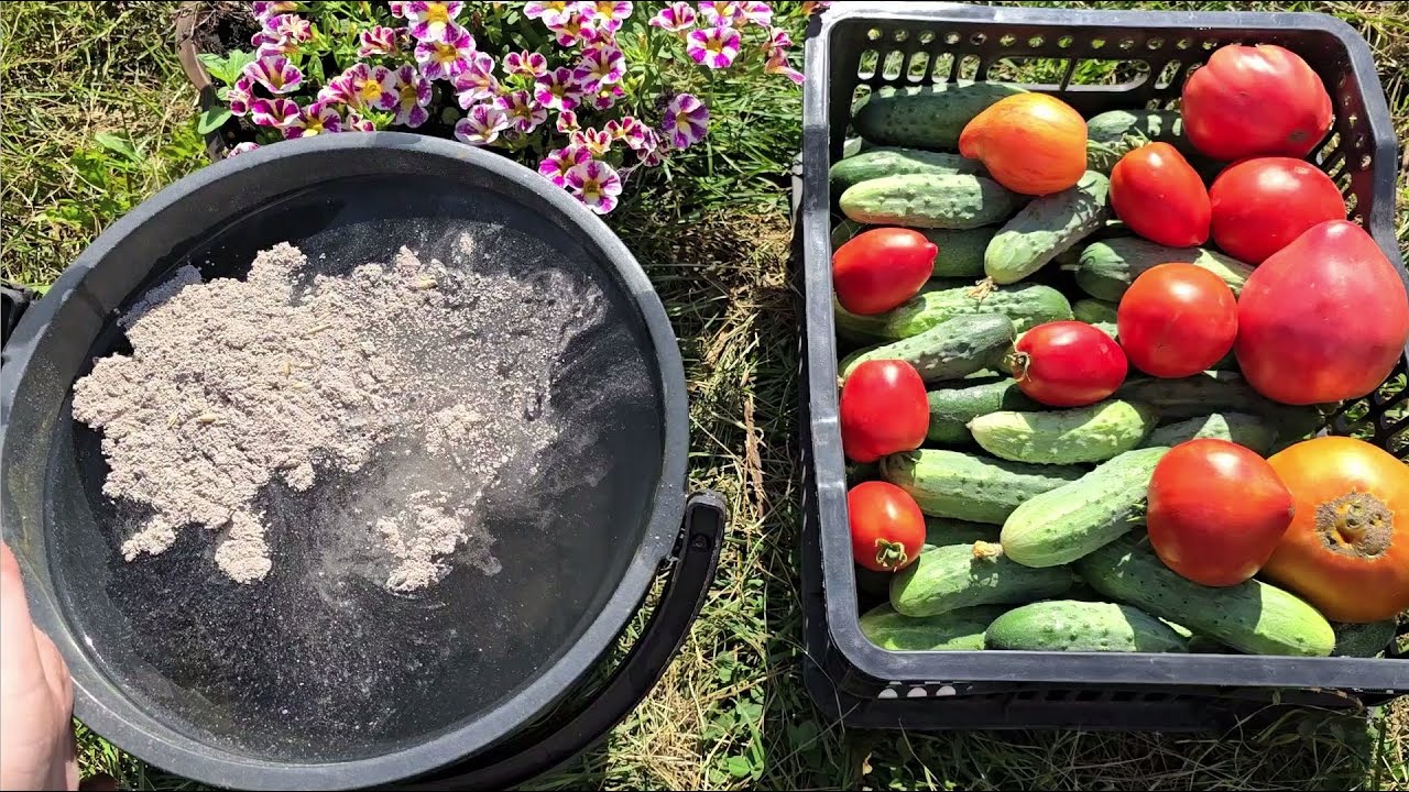 Городники розповіли, чим підживити томати, щоб грядки рясніли плодами 