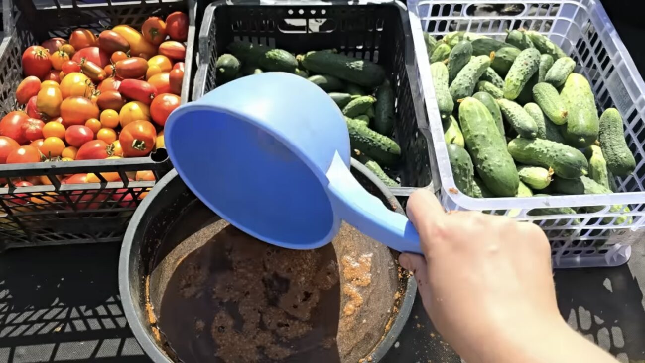 Городники розповіли, чим підживити у вересні огірки, щоб вони рясно плодоносили Городники розповіли, чим підживити у вересні огірки, щоб вони рясно плодоносили