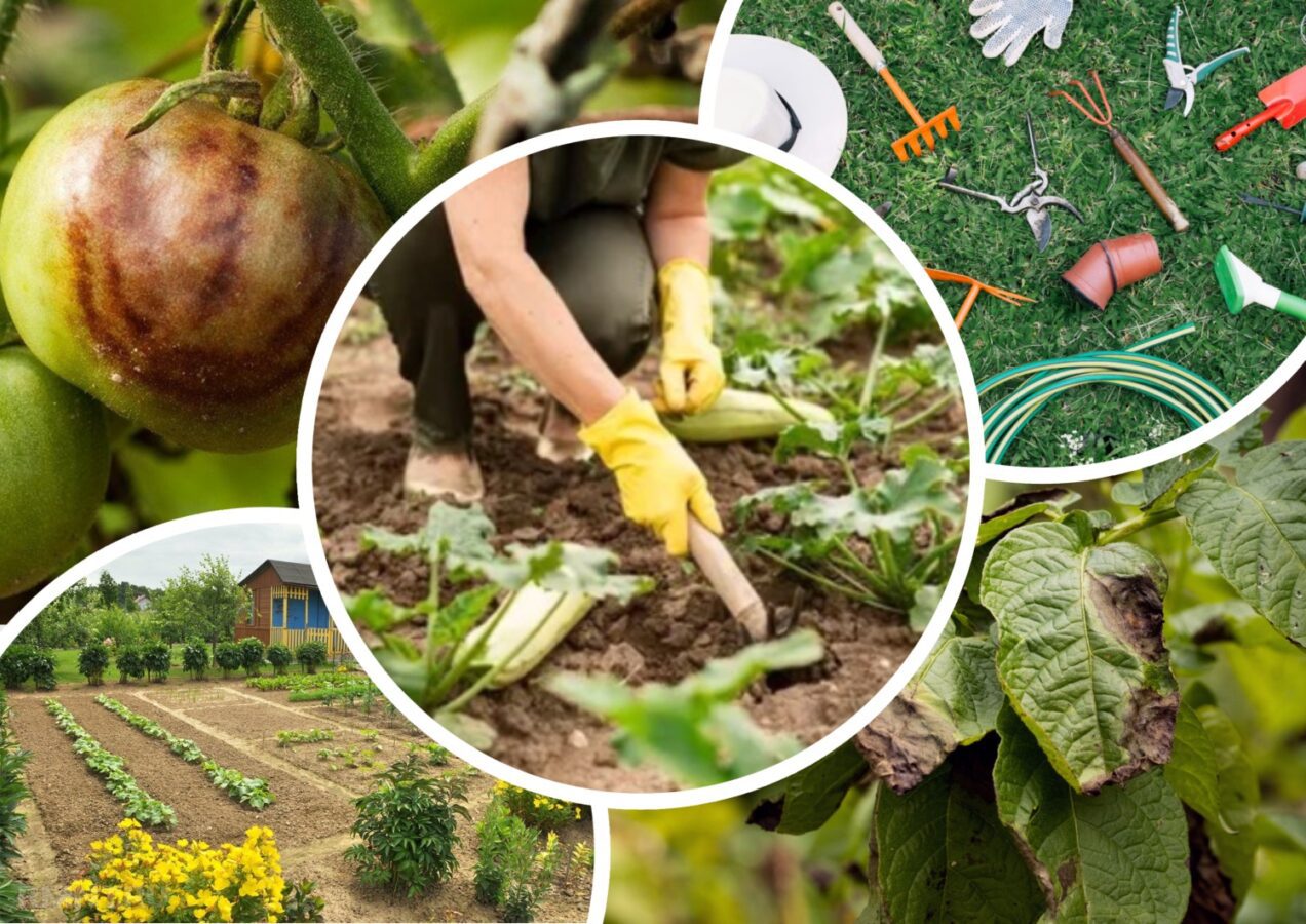 Городники розповіли, яка проста дія зменшить розповсюдження фітофтори на 80 відсотків 