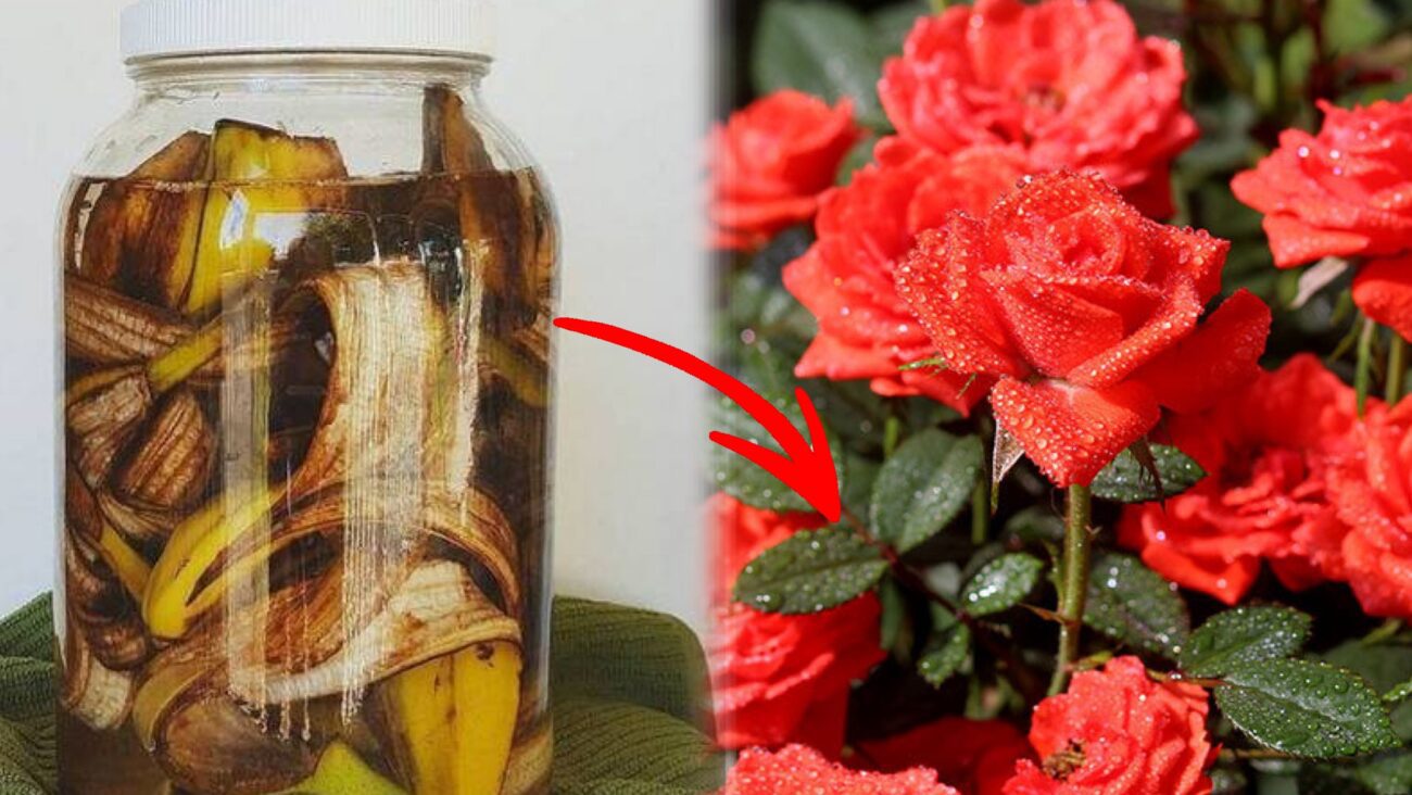 Садівники розповіли, як зробити добриво з бананів для троянд 