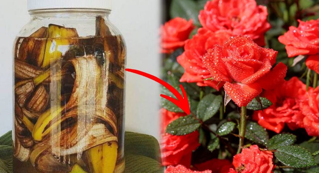 Замість хитромудрих добрив беру 2 банани на 1 л води: поливаю троянди, і вони видають по 40 бутонів на кущ 