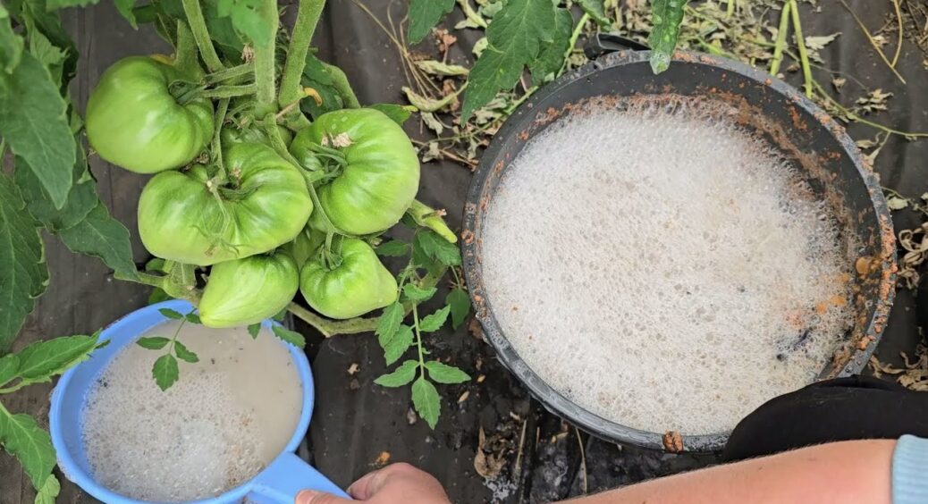 Сусіди чергували під парканом, щоб дізнатися склад цього добрива: 1 ківшик під томати, і плодів — достобіса 