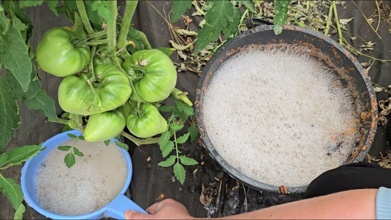 Городники розповіли, як підживити томати, щоб кущі рясніли плодами 