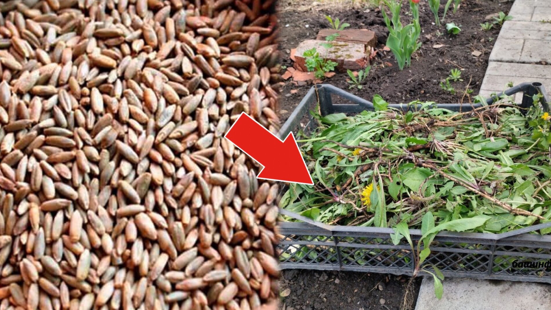 Городники дали пораду, яку рослину посіяти, щоб позбутися бурʼянів на ділянці 