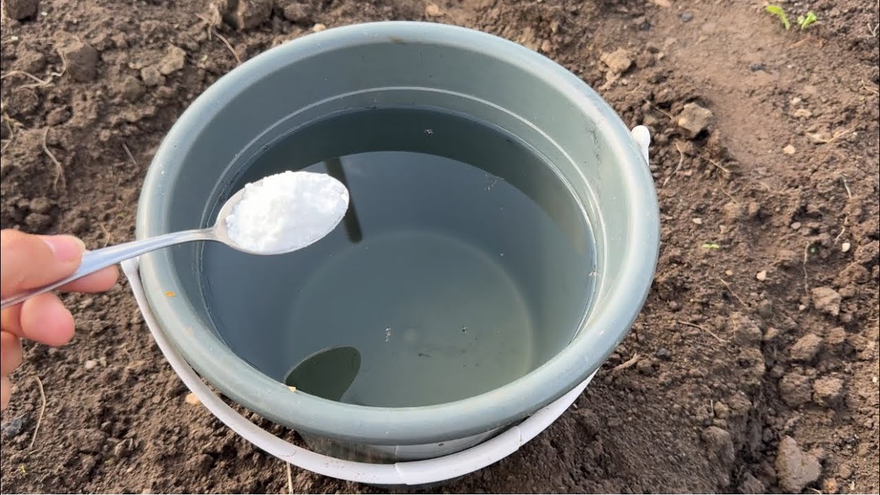 Городники розповіли, чим обробити ґрунт після збору томатів 