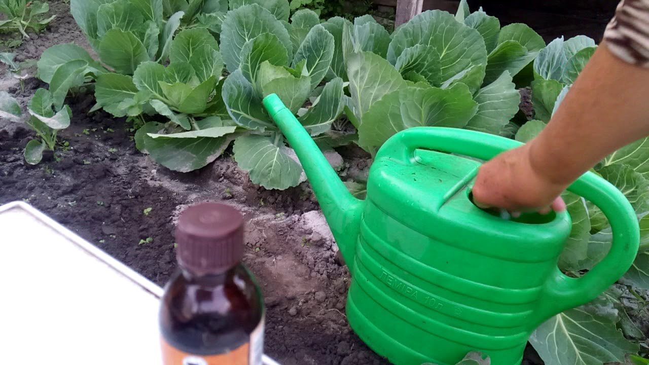 Городники розповіли, як і навіщо поливати капусту молоком 