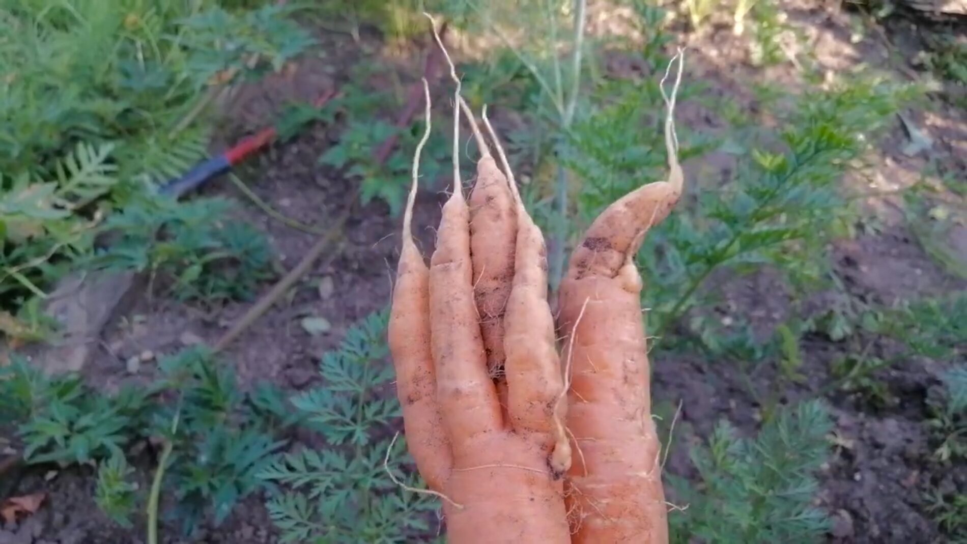 Експерти розповіли про найкращі сорти моркви для городу 