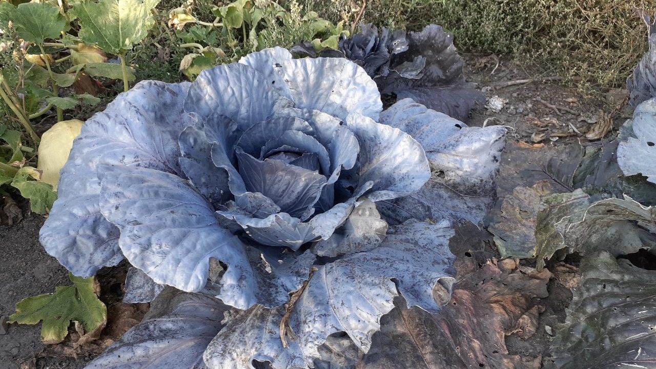 Городники розповіли, чим підживити капусту, щоб вона завʼязала качани 