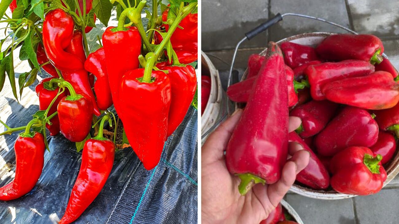 Городники розповіли, які 3 сорти перцю краще садити для власного споживання 