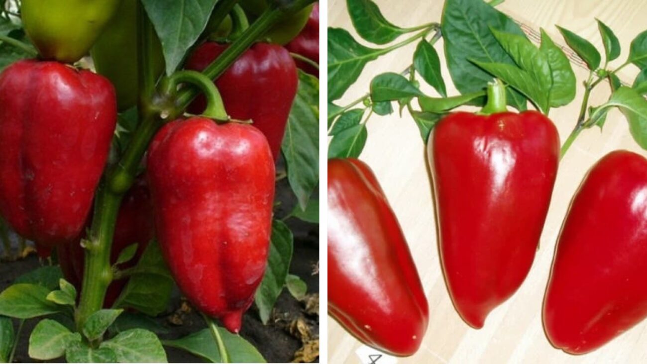 Городники розповіли, які 3 сорти перцю краще садити для власного споживання 