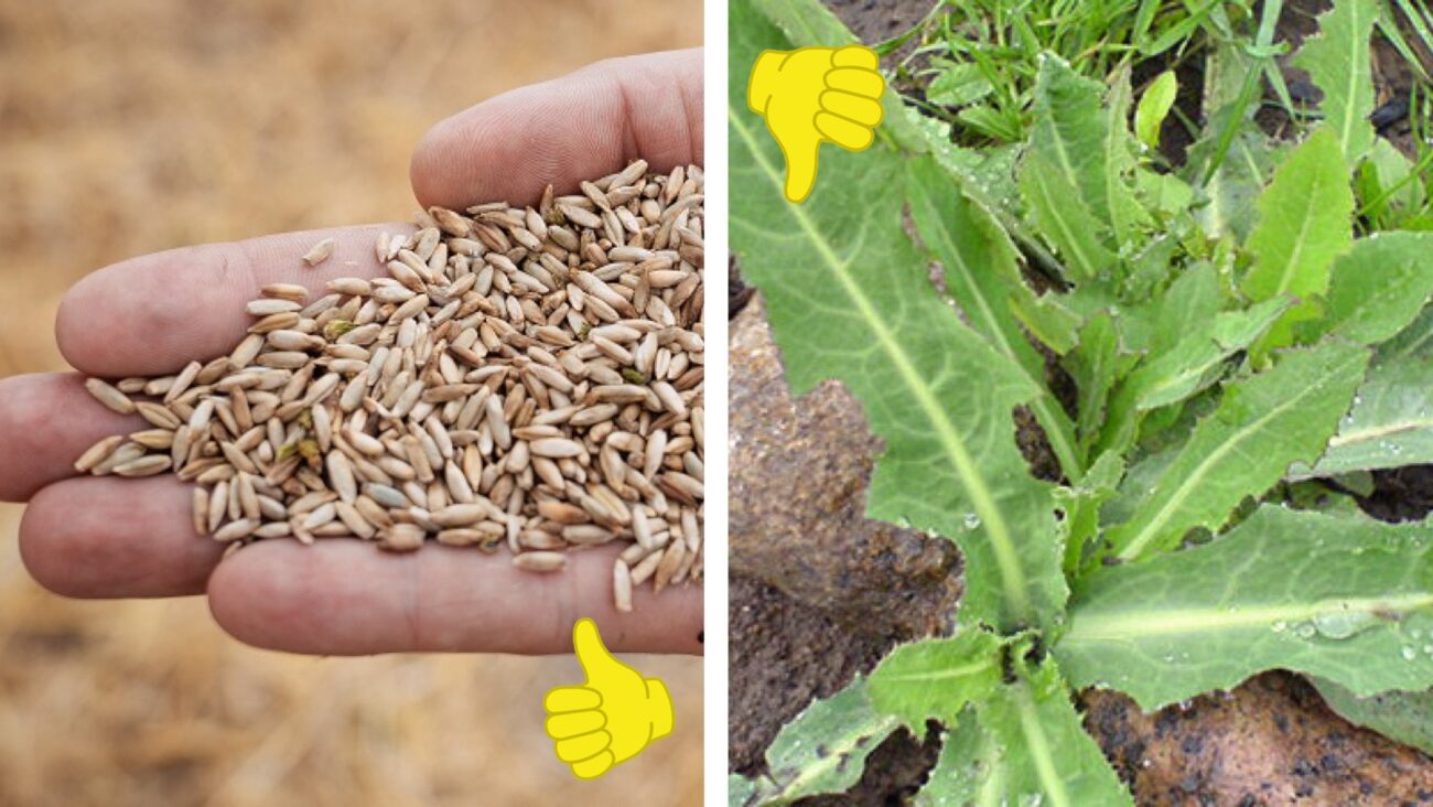 Городники розповіли, як позбутися бурʼяну на городі без гербіцидів 