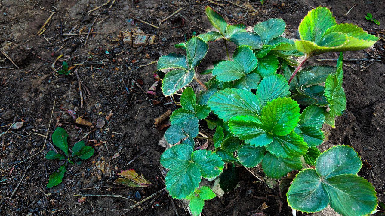 Городники розповіли, як потрібно обробляти полуницю у жовтні 