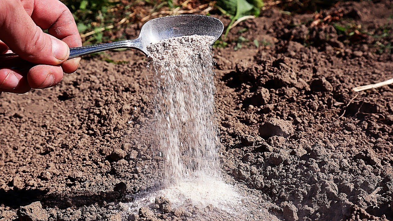 Городники розповіли, яким борошном можна удобрювати город